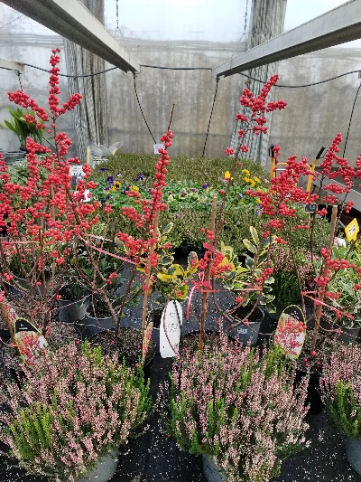 Piante in vaso con bacche rosse e fioriture stagionali nel vivaio Green Service Oulx