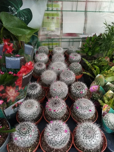Piccoli cactus rotondi con spine bianche e boccioli rosa esposti in interno di Green Service Oulx