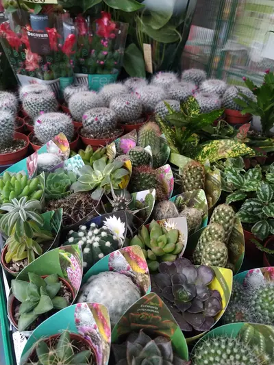 Vassoio con diverse piante grasse e cactus in piccoli vasi nel reparto piante da interno di Green Service Oulx